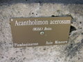 vignette Acantholimon acerosum