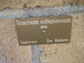 vignette Teucrium subspinosum