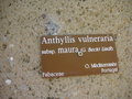 vignette Anthyllis vulneraria subsp. maura