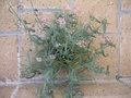 vignette Centranthus angustifolius = Centranthus ruber subsp. angustifolius = Ocymastrum angustifolium = Valeriana angustifolia = Valeriana monandra