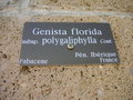 vignette Genista florida ssp. polygaliphylla