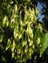 vignette Ailanthus altissima - Faux-vernis du Japon, Vernis du Japon