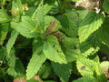 vignette Mellitis melissophyllum - Mlitte  feuilles de mlisse