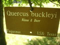 vignette Quercus buckleyi