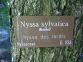 vignette Nyssa sylvatica - Tuplo, Gommier Noir