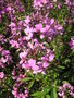 vignette Cleome spinosa 'Senorita Rosalita' - Fleur araigne