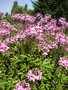 vignette Cleome spinosa 'Senorita Rosalita' - Fleur araigne