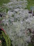 vignette Artemisia arborescens  'Powis Castle' - Armoise