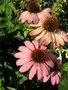 vignette Echinacea purpurea 'Primadonna'