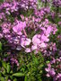 vignette Cleome spinosa 'Senorita Rosalita' - Fleur araigne