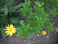 vignette Euryops chrysanthemoides
