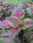 vignette Coleus