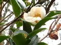 vignette Camellia sasanqua narumigata gros plan au 29 12 10
