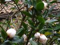 vignette Camellia sasanqua narumigata au 29 12 10