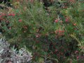 vignette Grevillea rosmarinifolia au 29 12 10