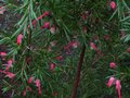vignette Grevillea rosmarinifolia gros plan au 29 12 10