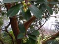 vignette Arbutus andrachnoides en fleurs au 29 12 10