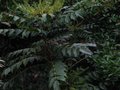 vignette Mahonia japonica à l'ombre au 29 12 10