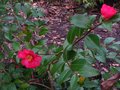 vignette Camellia hiemalis kanjiro au 29 12 10