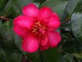 vignette Camellia hiemalis kanjiro gros plan au 29 12 10