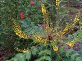 vignette Mahonia lomariifolia au 29 12 10