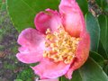 vignette Camellia sasanqua plantation pinkun peu malmené par les gels mais toujours la au 29 12 10