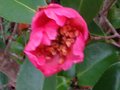 vignette Camellia sasanqua plantation pink qui redemarre au 29 12 10