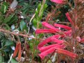 vignette Erica aurora arbustive un peu bronzée sous l'effet du gel mais toujours en fleurs au 29 12 10