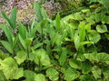 vignette Begonia grandis ssp. evansiana et Hedychium ?