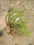 vignette Euphorbia paralias  Euphorbe maritime