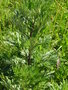 vignette Artemisia vulgaris - Armoise