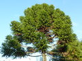 vignette Araucaria angustifolia Femelle