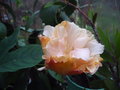 vignette hibiscus rosa sinensis hybride