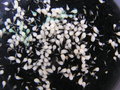 vignette c7  Protocormes de Cypripedium reginae  6 mois