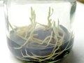 vignette c9  Plantules de Cypripedium reginae  10 mois