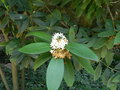 vignette Acokanthera oblongifolia ?