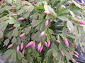 vignette Schlumbergera truncata