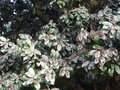 vignette Fientes d'tourneaux sur Magnolia grandiflora