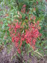 vignette Nandina domestica