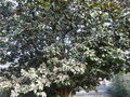 vignette Fientes d'oiseaux sur Magnolia grandiflora