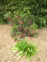 vignette Crinodendron hookerianum et Agapanthe