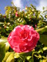 vignette Camellia japonica Cv