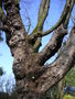 vignette Ostrya carpinifolia