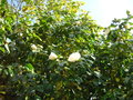 vignette Camellia japonica 'Imbricata Alba' = 'Alba Plena'