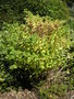vignette Euphorbia lathyris - Euphorbe purge, Herbe taupe