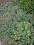 vignette Euphorbia cyparissias - Euphorbe petit cyprs
