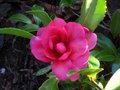 vignette Camellia hiemalis chansonnette au 03 01 11