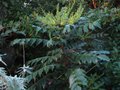 vignette Mahonia japonica semis naturel au 03 01 11