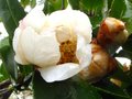 vignette Camellia sasanqua narumigata autre vue au 06 01 11