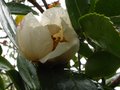 vignette Camellia sasanqua narumigata qui recommence au 06 01 11